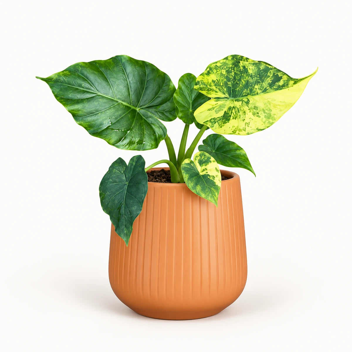 Alocasia gageana 'Variegata' 9cm + Amber orange vertical 9cm (1133676)