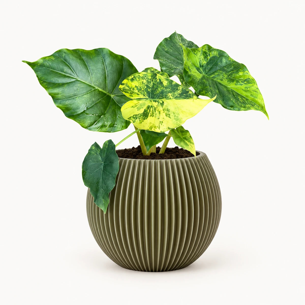 Alocasia gageana 'Variegata' 9cm + Capi Vase ball groove green 13cm (BGVGN109)