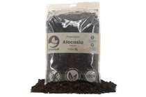 
                  
                    Alocasia Premium Mix 5lt
                  
                