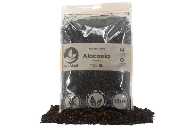 Alocasia Premium Mix 5lt