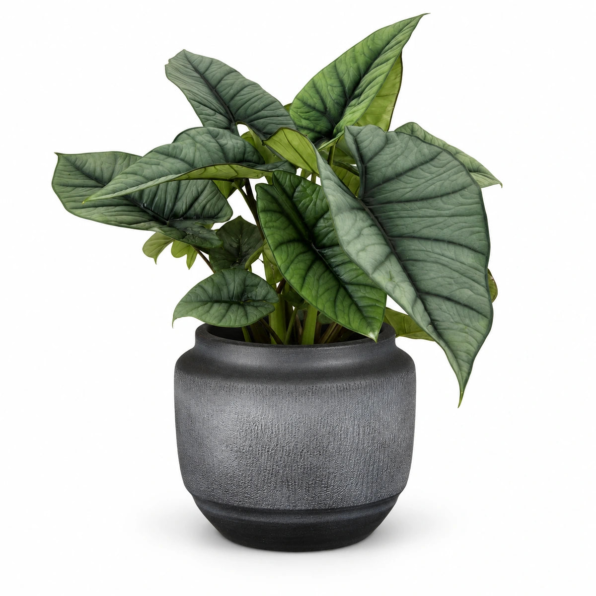 Alocasia Platinum 19cm + Aveiro black 21cm (1133558)