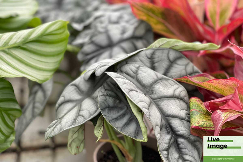 Alocasia 'silver dragon' 12cm