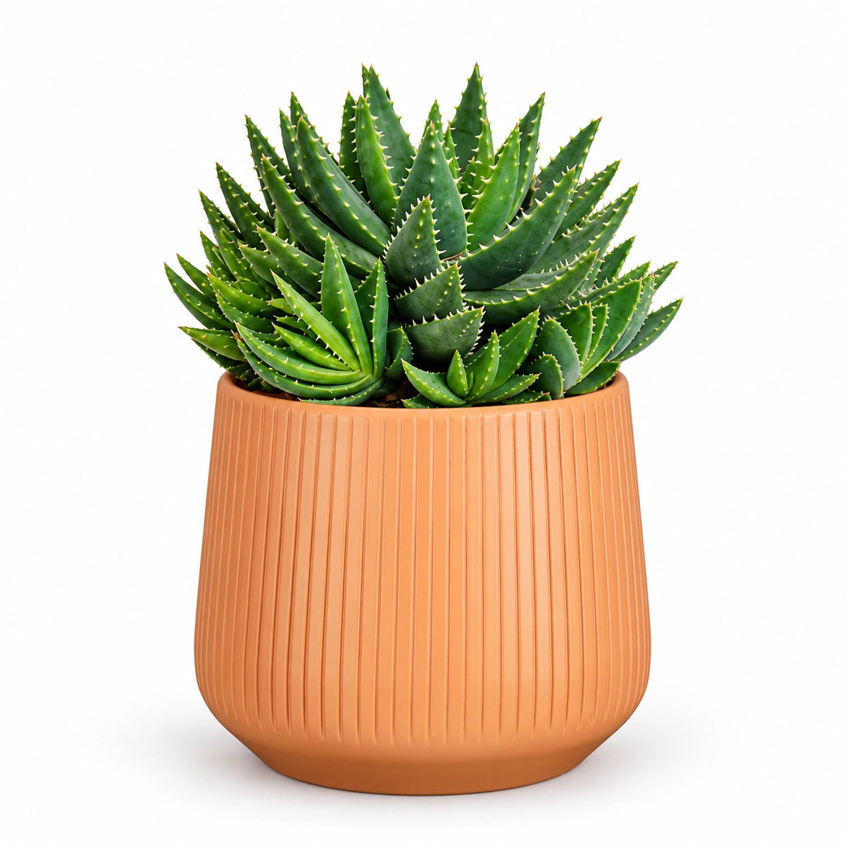 Aloe brevifolia 12cm + Amber orange vertical 13cm (1133678)