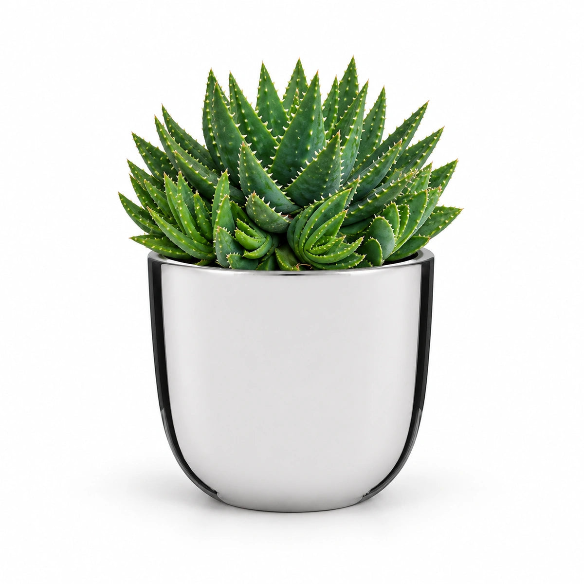 Aloe brevifolia 12cm + Chaz silver 13.5cm (116701)