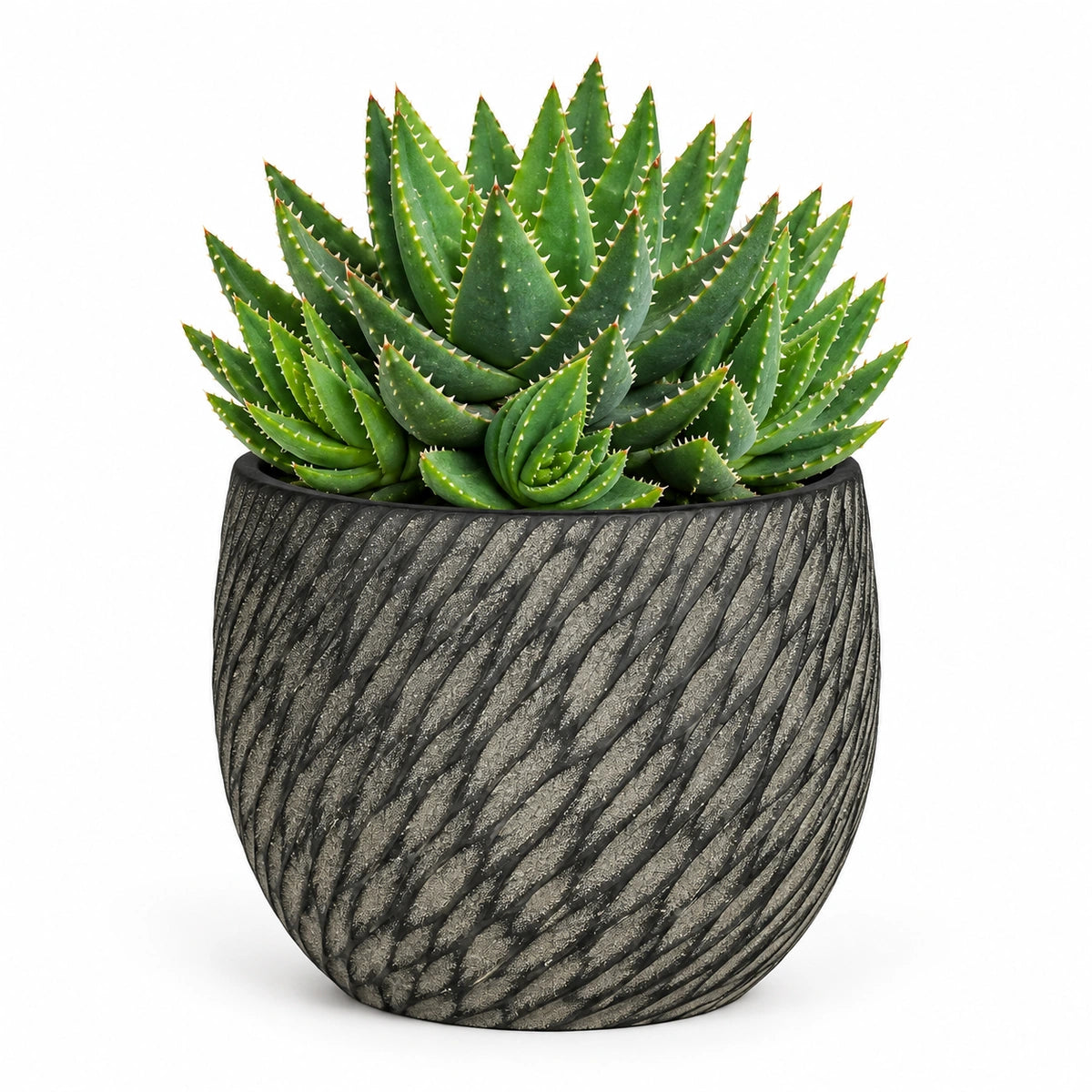 Aloe brevifolia 12cm + Elio anthracite 12.5cm (1163962)