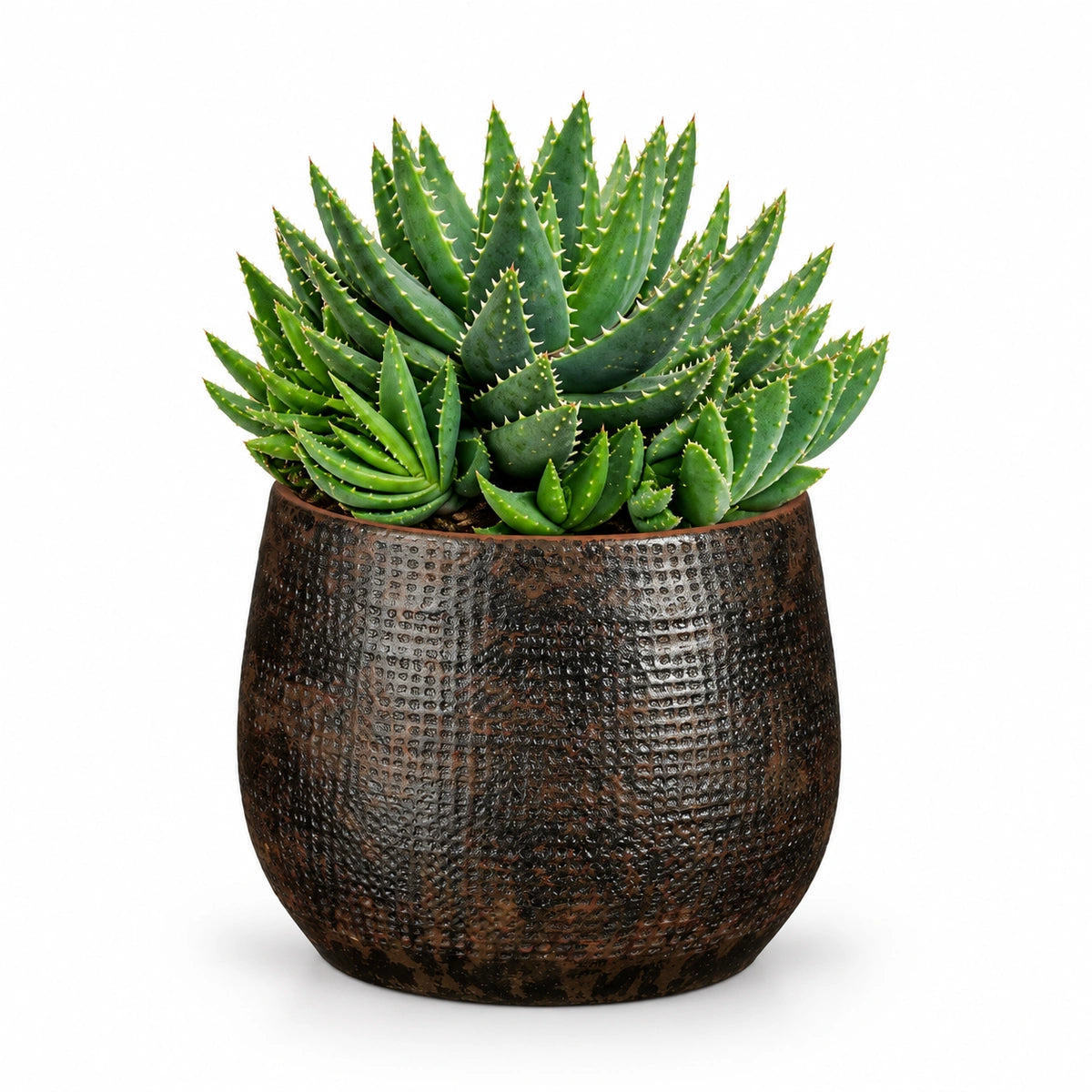 Aloe brevifolia 12cm + Enrique brown 13cm (1157584)