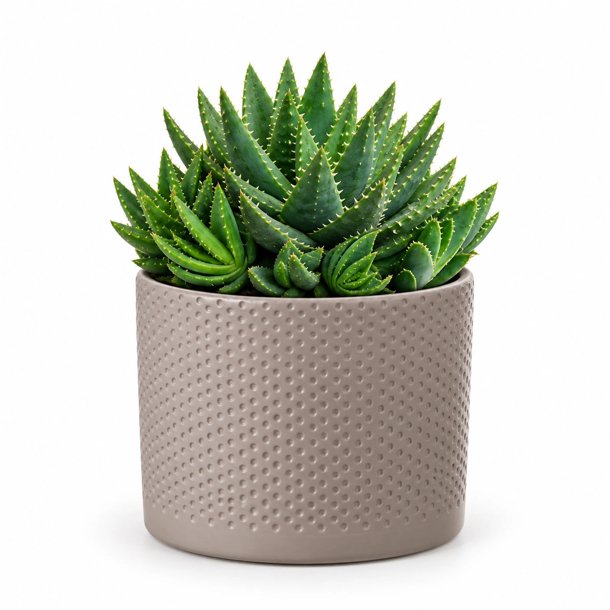 Aloe brevifolia 12cm + Era taupe relief 14cm (1051628)