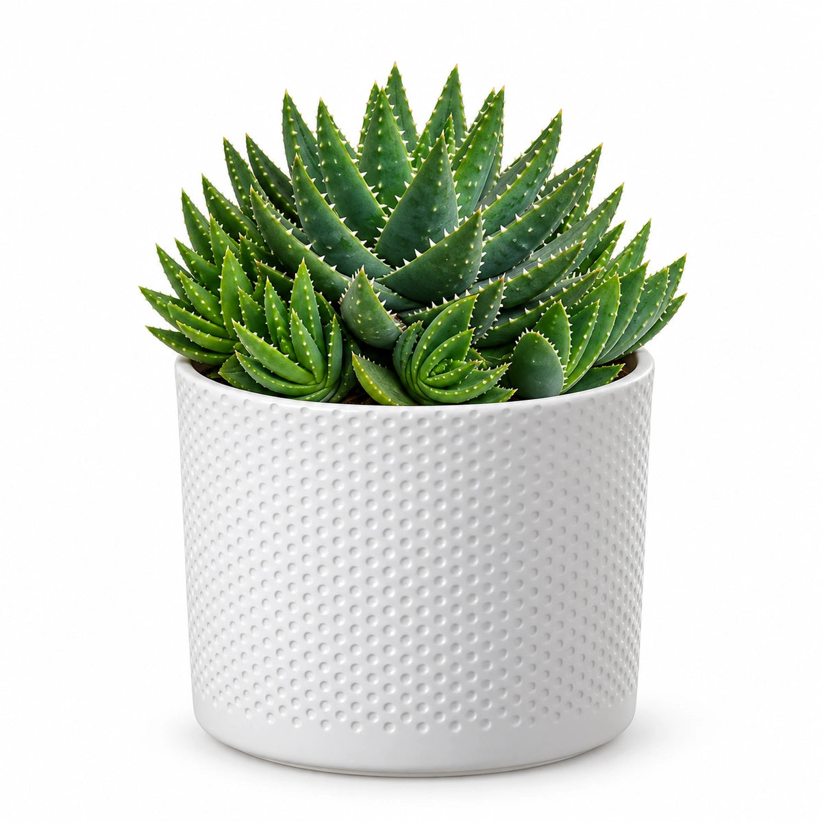Aloe brevifolia 12cm + Era white relief 14cm (1051623)