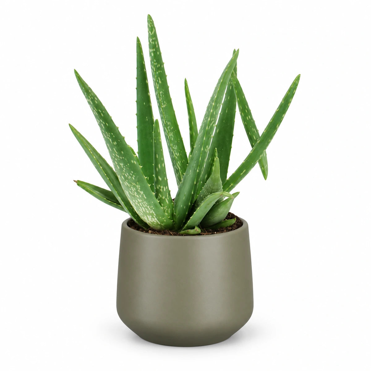 Aloe vera 12cm + Amber green matt 12cm (1087671)