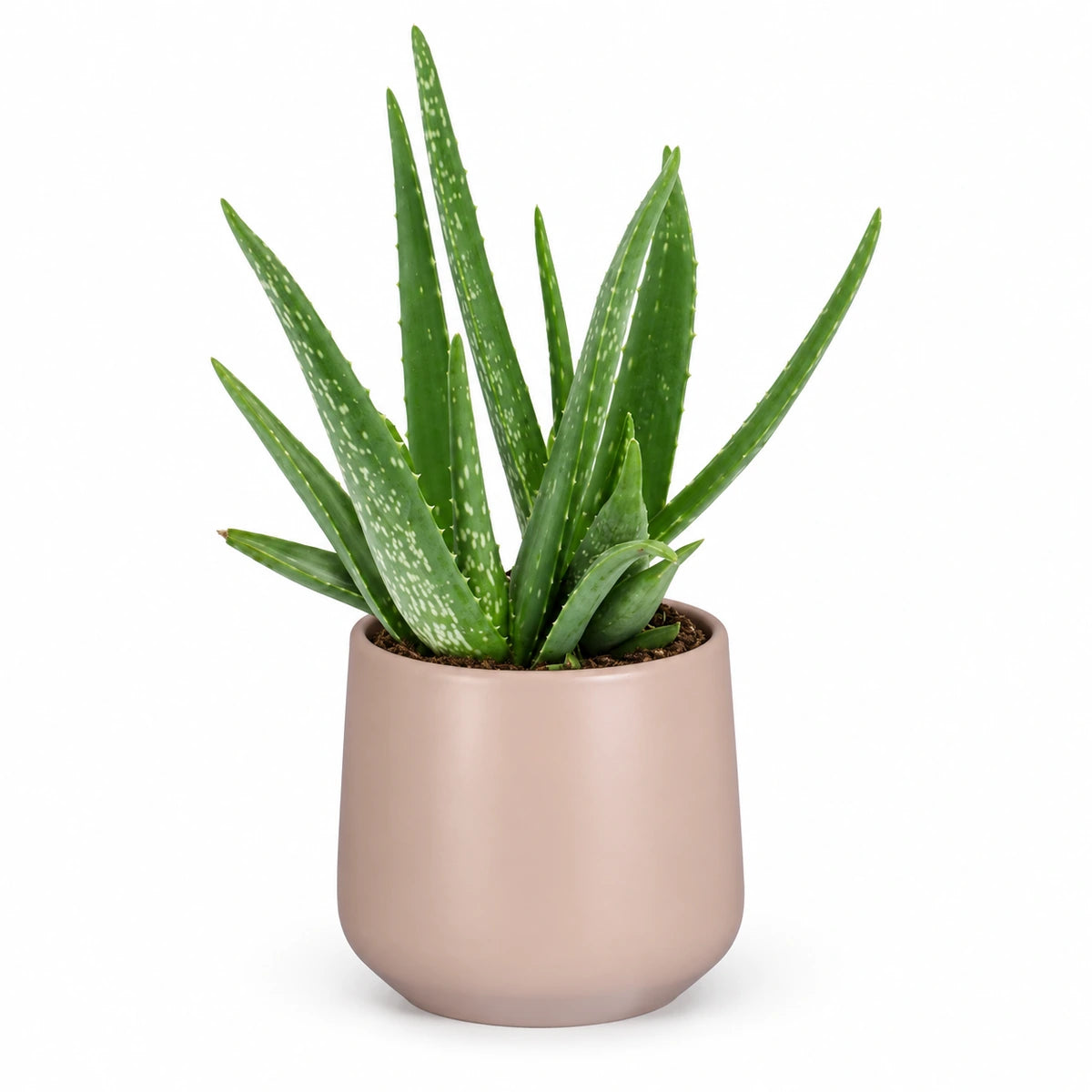 Aloe vera 12cm + Amber l. pink matt 11.5cm (1094377)