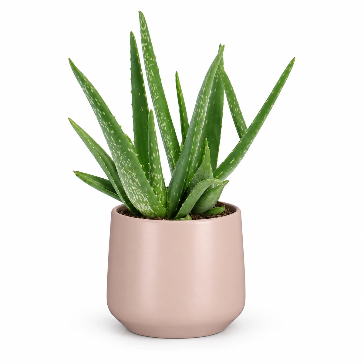 Aloe vera 12cm + Amber l. pink matt 14.5cm (1094378)