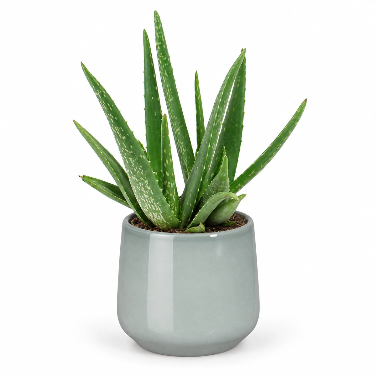 Aloe vera 12cm + Amber light grey 12cm (1167582)