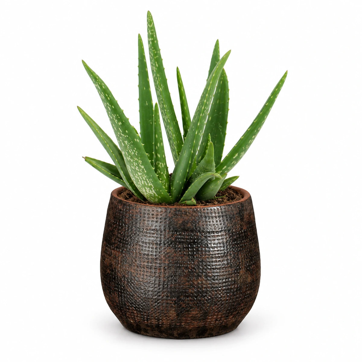 Aloe vera 12cm + Enrique brown 13cm (1157584)