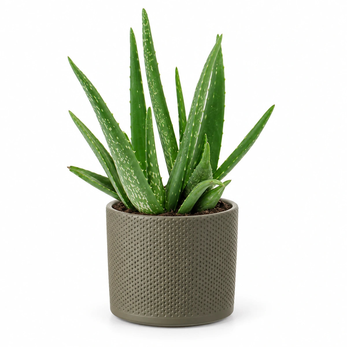 Aloe vera 12cm + Era green relief 14cm (1051633)