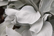 
                  
                    Senecio 'Angel Wings'® 
                  
                