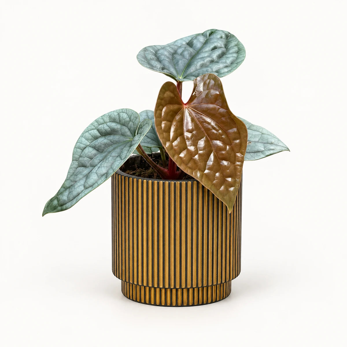 Anthurium luxurians 10.5cm + Capi Vase cylinder groove black-gold 11cm (BGVGB312)