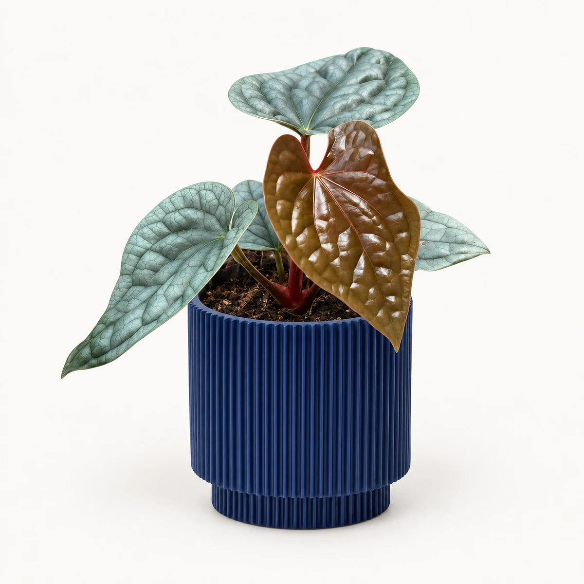 Anthurium luxurians 10.5cm + Capi Vase cylinder groove dark blue 11cm (BGVDB312)