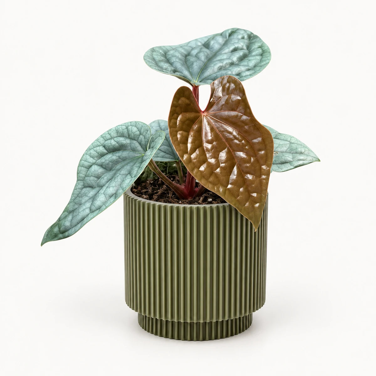 Anthurium luxurians 10.5cm + Capi Vase cylinder groove green 11cm (BGVGN312)