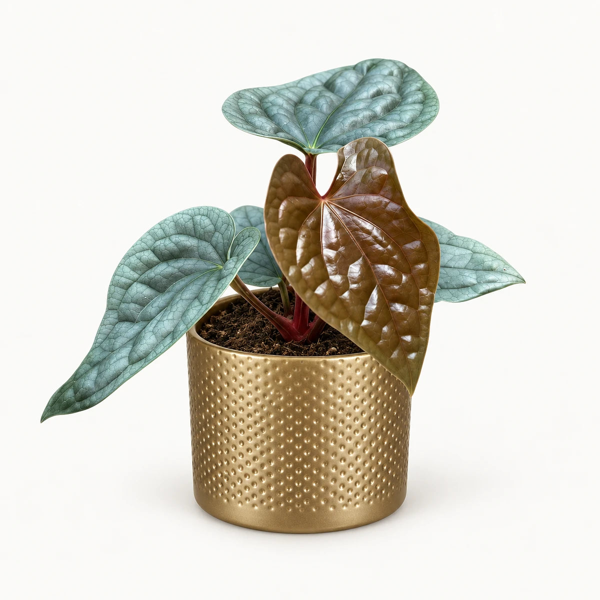 Anthurium luxurians 10.5cm + Era gold relief 10.5cm (1059866)