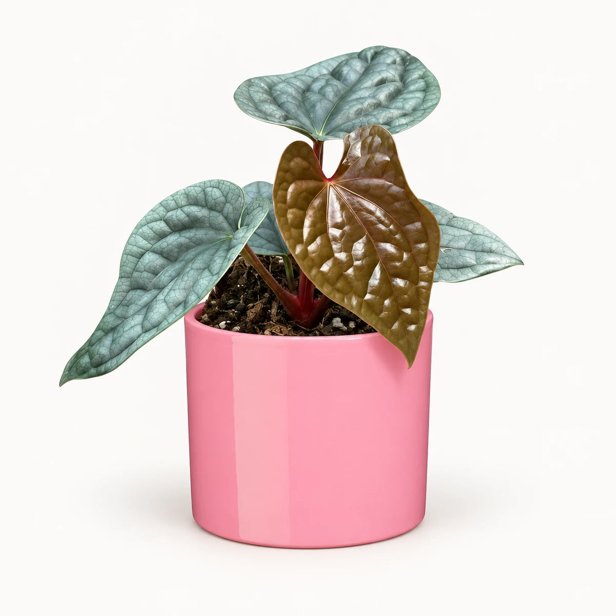 Anthurium luxurians 10.5cm + Era pink 10.5cm (1135536)