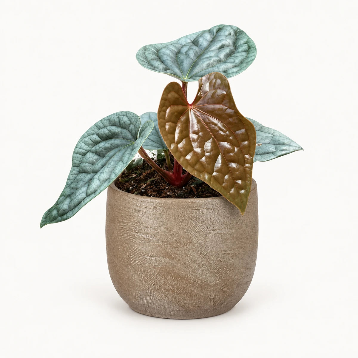 Anthurium luxurians 10.5cm + Nora taupe 11cm (1074611)