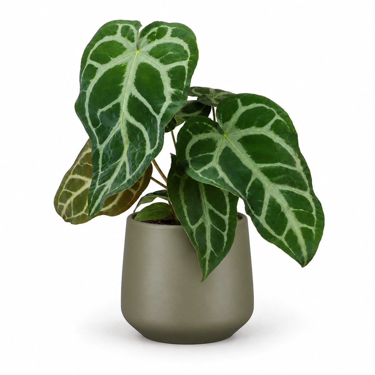 Anthurium magnificum 12cm + Amber green matt 13cm (1097324)