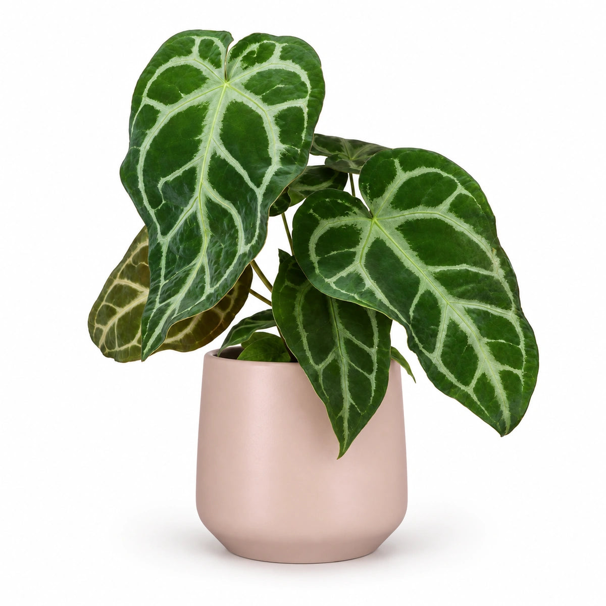 Anthurium magnificum 12cm + Amber l. pink matt 13cm (1097325)
