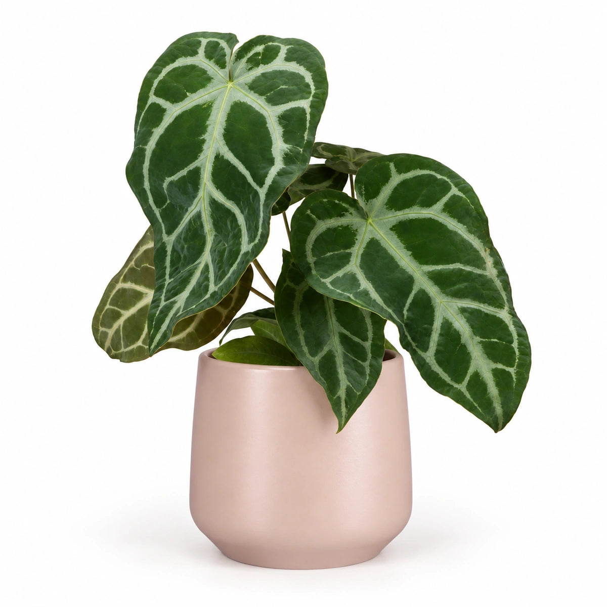 Anthurium magnificum 12cm + Amber l. pink matt 14.5cm (1094378)