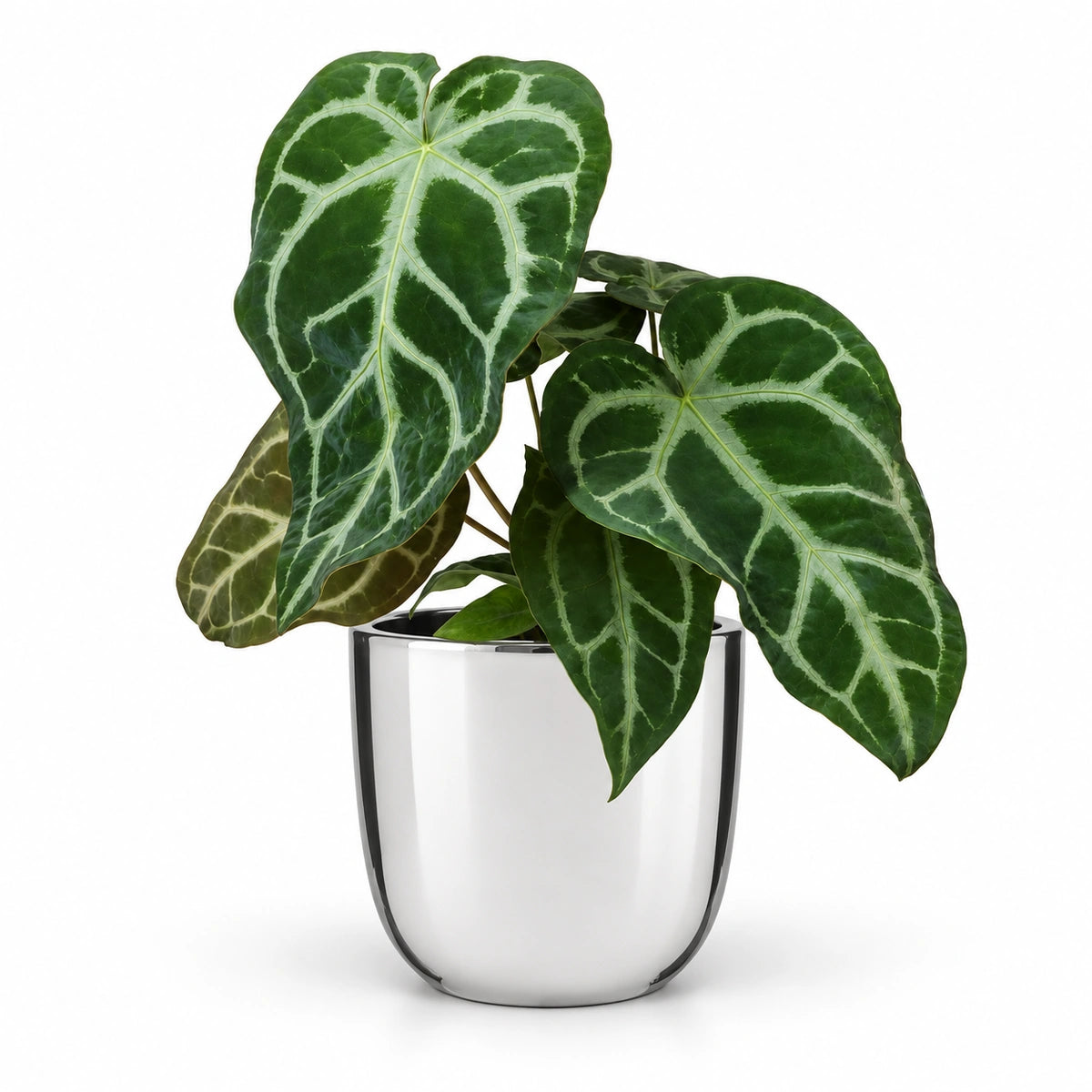 Anthurium magnificum 12cm + Chaz silver 15.5cm (116702)
