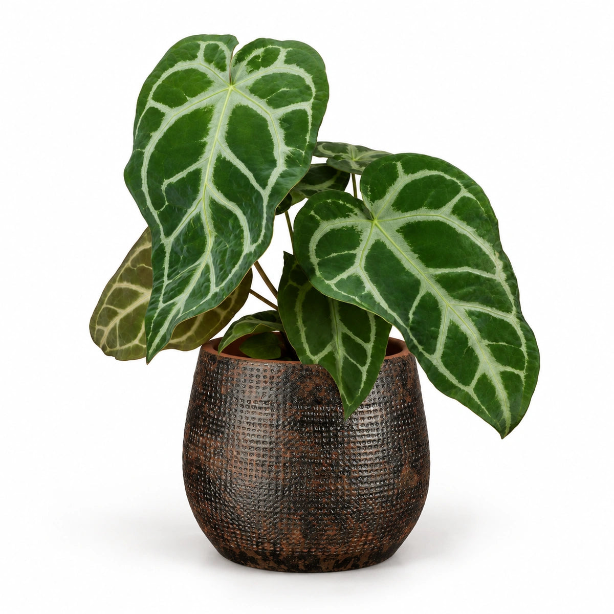 Anthurium magnificum 12cm + Enrique brown 13cm (1157584)