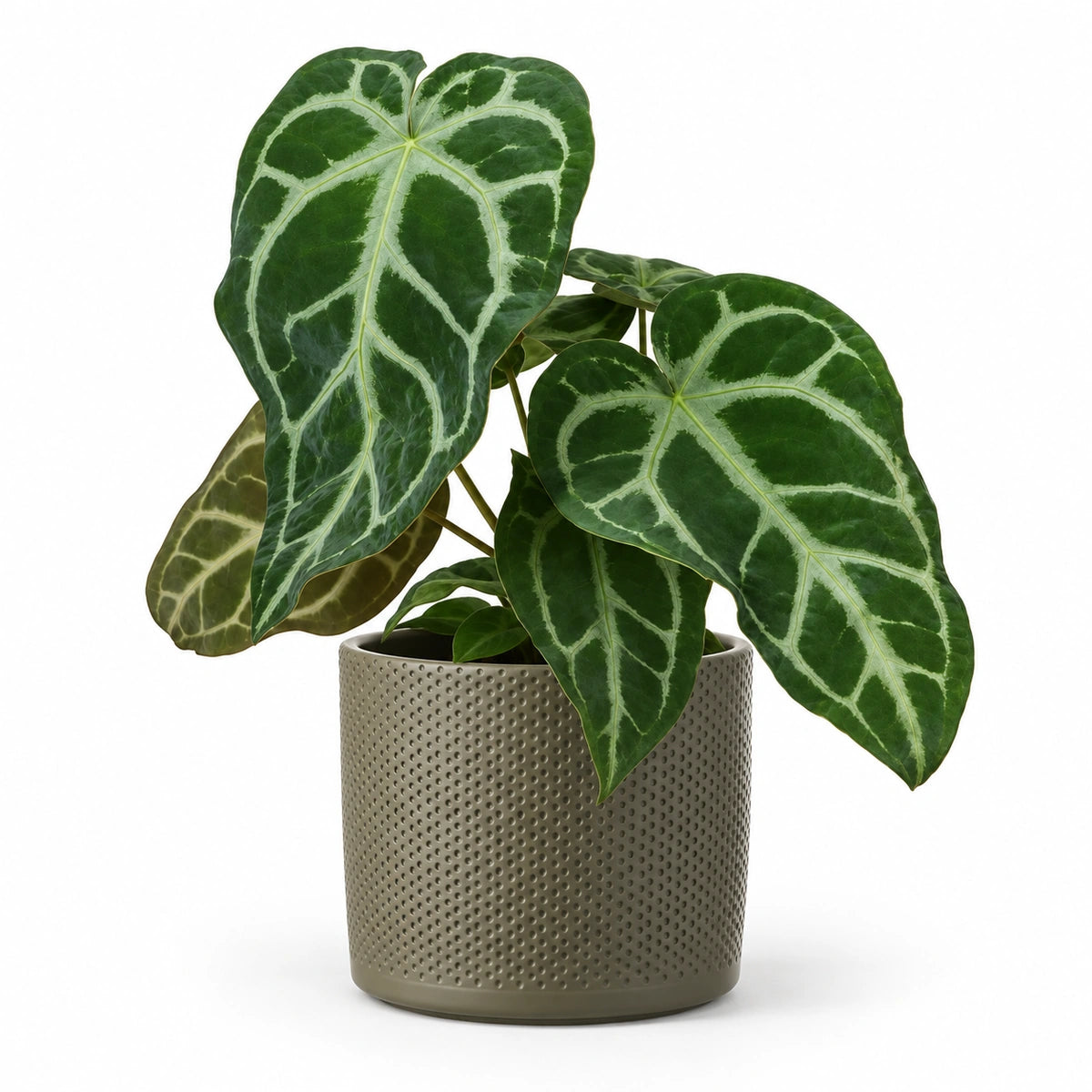 Anthurium magnificum 12cm + Era green relief 14cm (1051633)