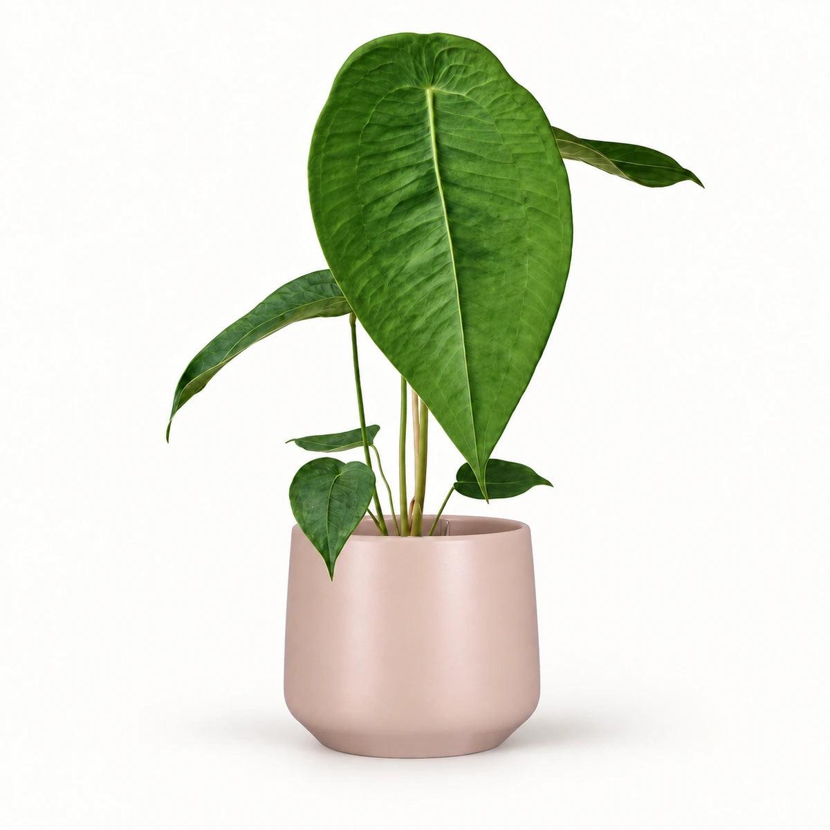 Anthurium peltigerum 12cm + Amber l. pink matt 14.5cm (1094378)
