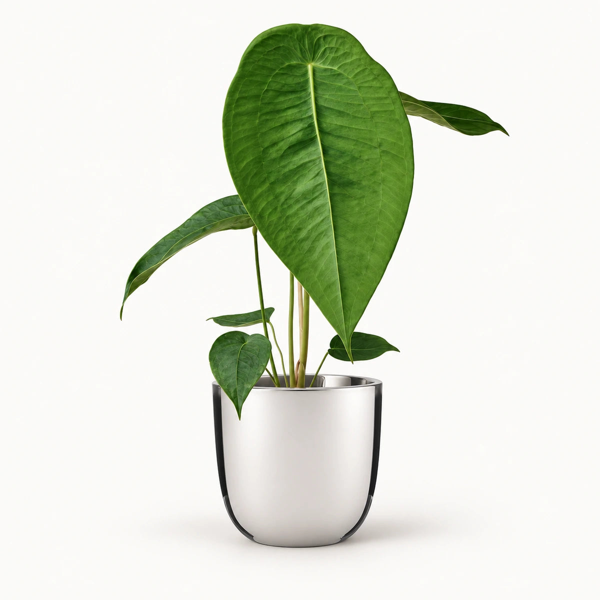 Anthurium peltigerum 12cm + Chaz silver 13.5cm (116701)