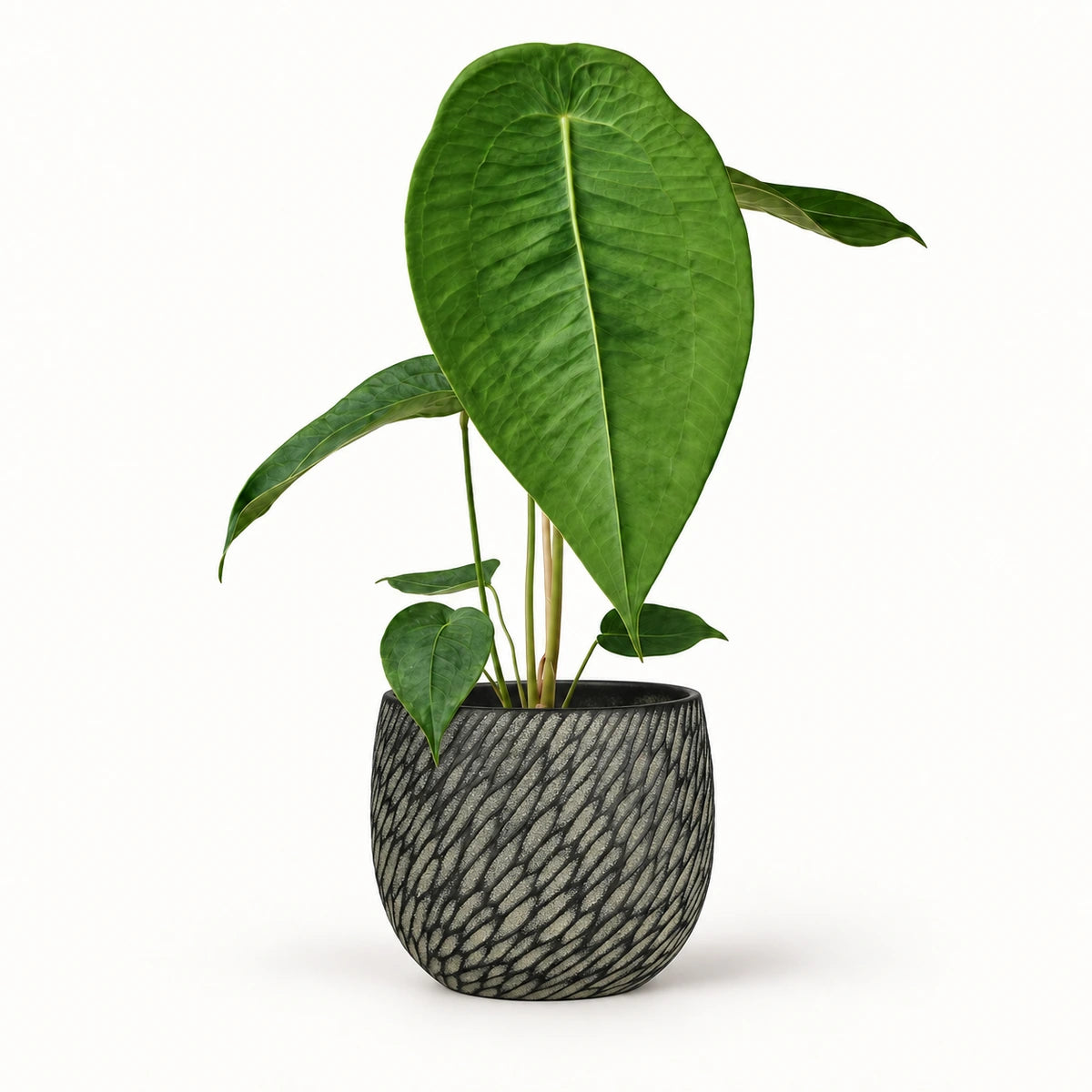 Anthurium peltigerum 12cm + Elio anthracite 12.5cm (1163962)
