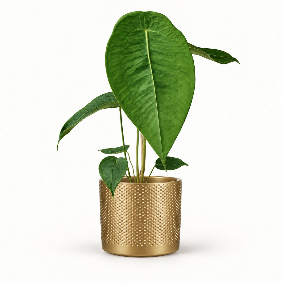 Anthurium peltigerum 12cm + Era gold relief 14cm (1059868)