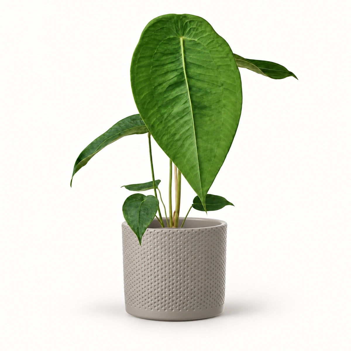 Anthurium peltigerum 12cm + Era taupe relief 14cm (1051628)