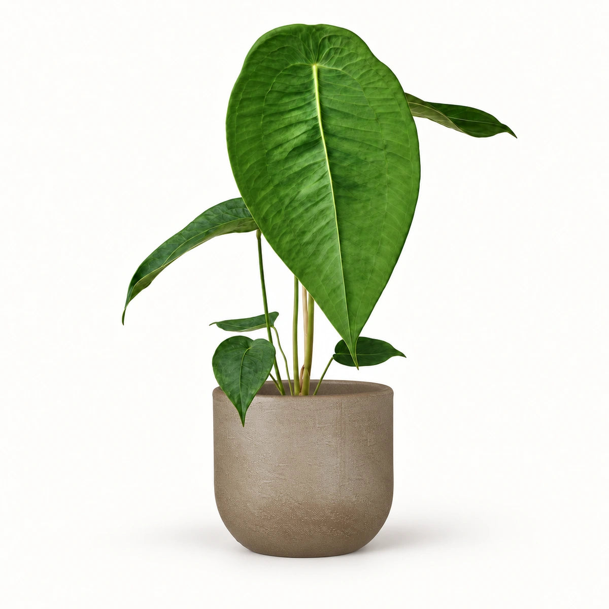 Anthurium peltigerum 12cm + Nora taupe 14cm (1074613)