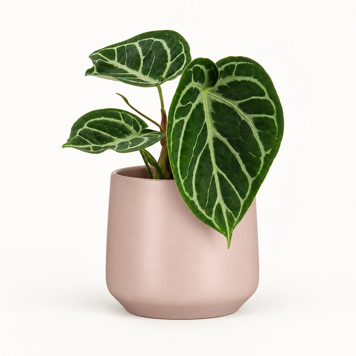 Anthurium 'silver blush' 12cm + Amber l. pink matt 13cm (1097325)