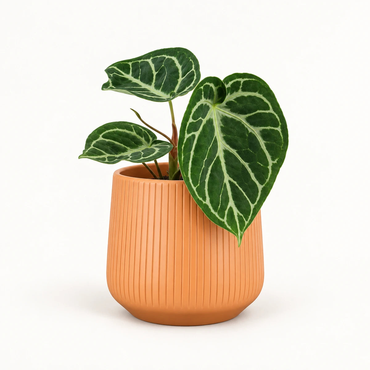 Anthurium 'silver blush' 12cm + Amber orange vertical 13cm (1133678)