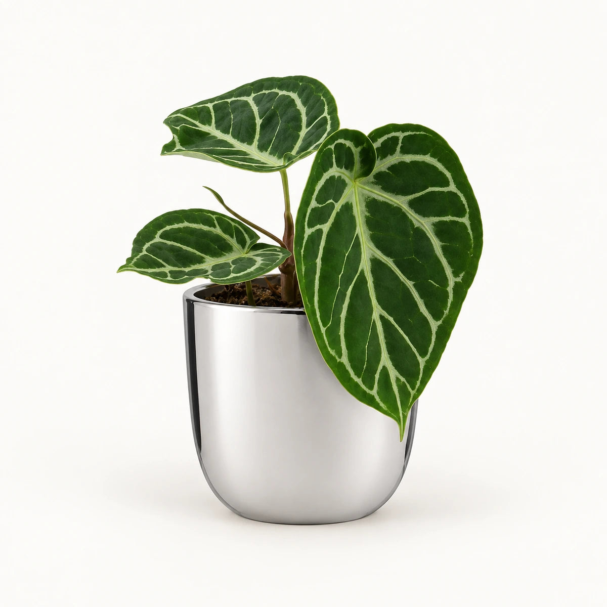 Anthurium 'silver blush' 12cm + Chaz silver 13.5cm (116701)