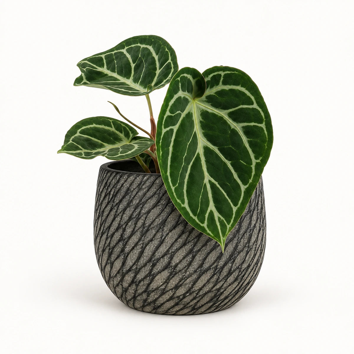 Anthurium 'silver blush' 12cm + Elio anthracite 12.5cm (1163962)