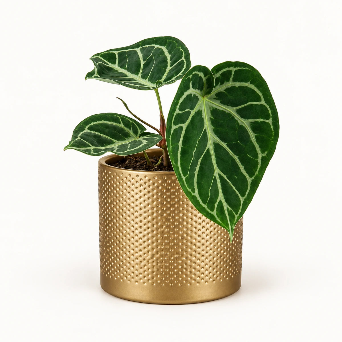 Anthurium 'silver blush' 12cm + Era gold relief 14cm (1059868)