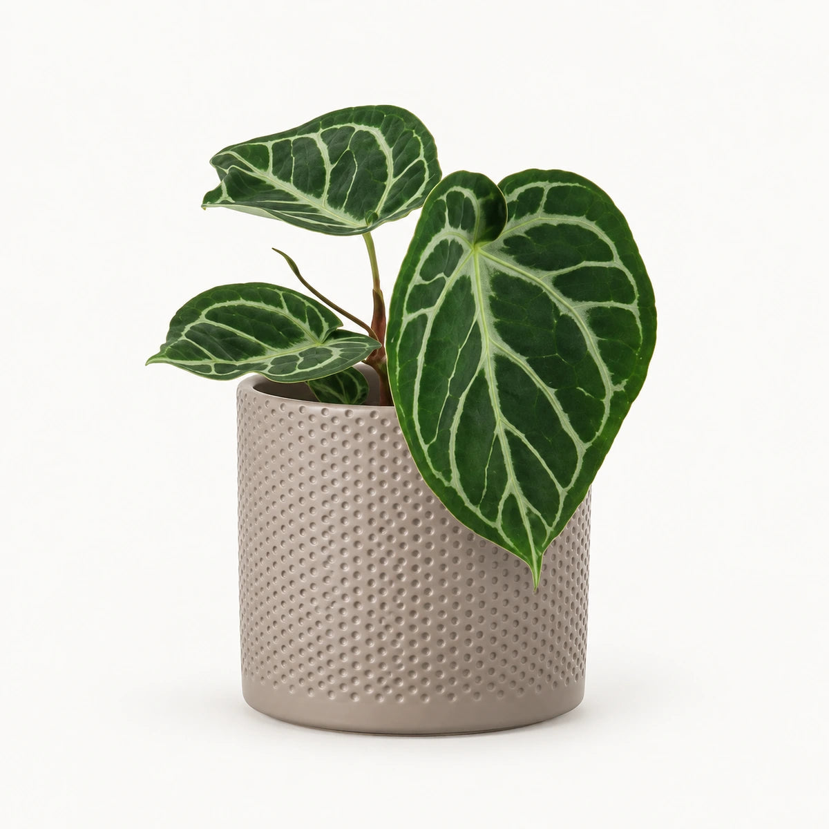 Anthurium 'silver blush' 12cm + Era taupe relief 12cm (1051627)