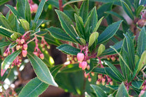 
                  
                    Arbutus 'Mercurius'
                  
                