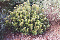 
                  
                    Arbutus 'Mercurius'
                  
                