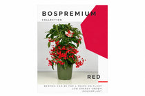 
                  
                    Αφίσα BOSPREMIUM Collection Red με Ardisia crenata, πράσινο φύλλωμα και κόκκινους καρπούς.
                  
                