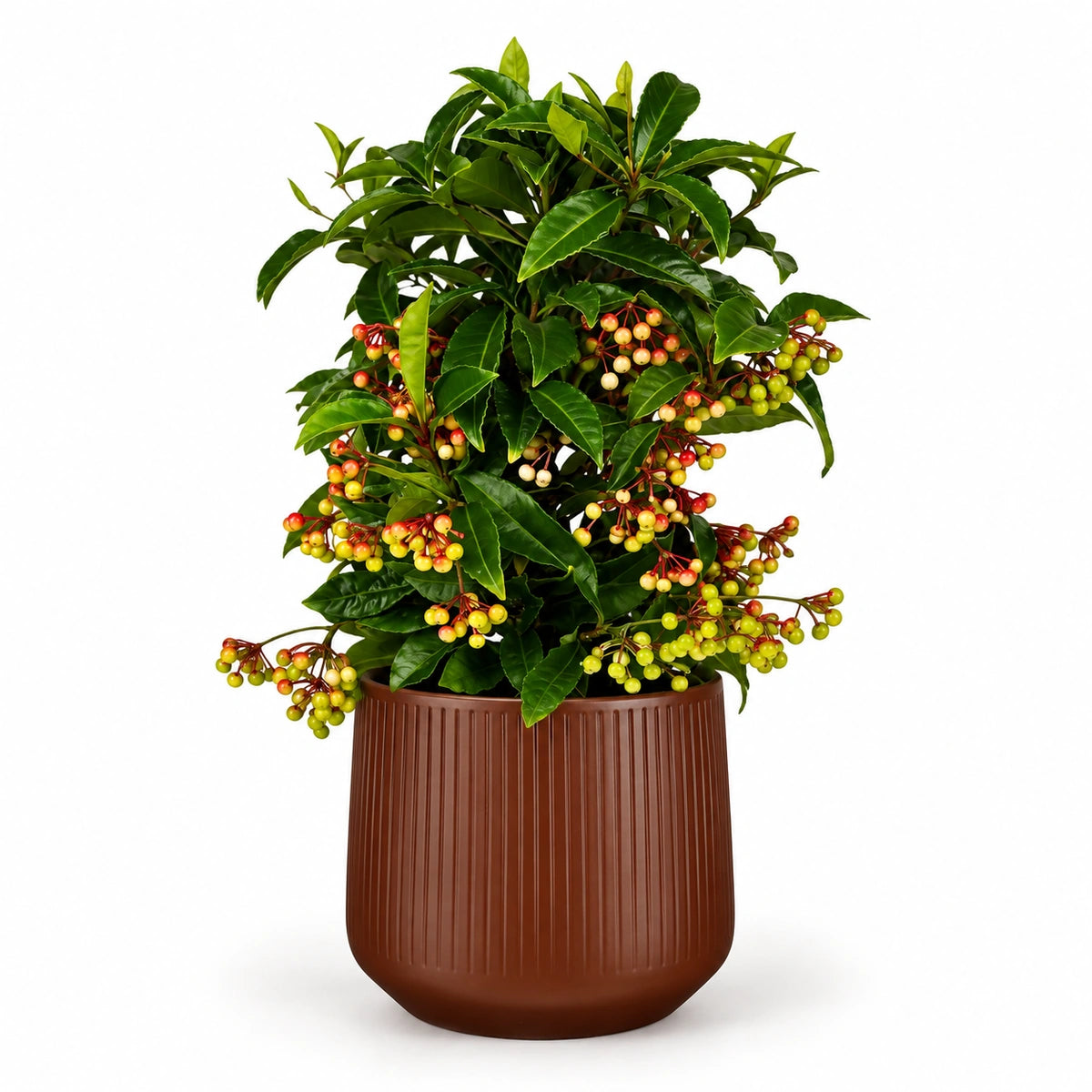 Ardisia crenata 'premium red' 14cm + Amber d. brown vertical 15cm (1133757)