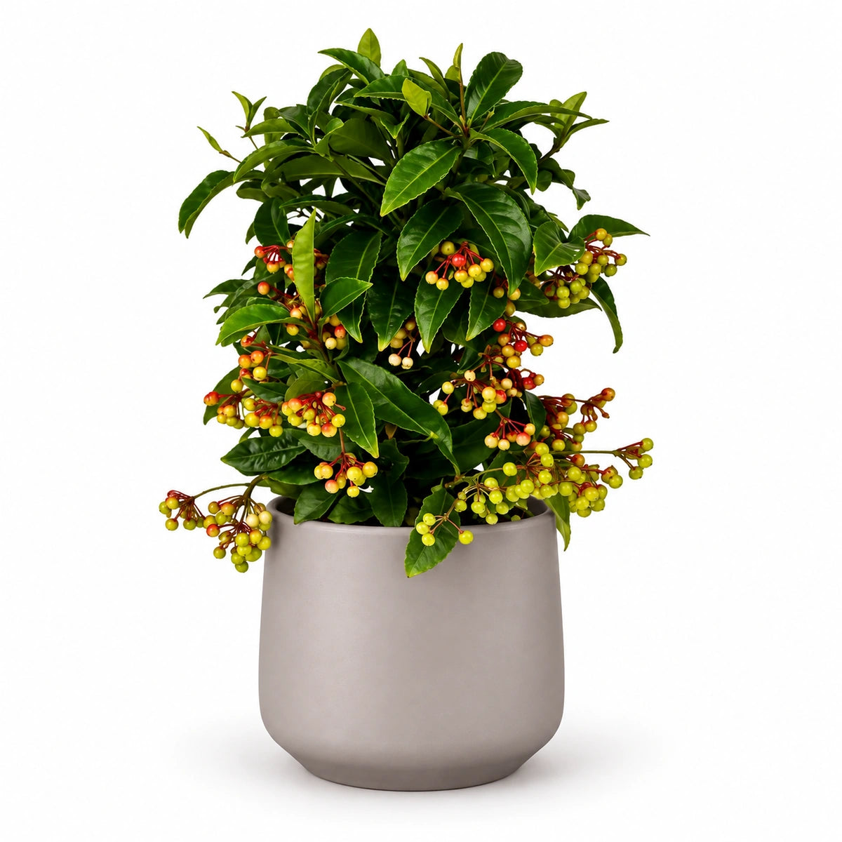 Ardisia crenata 'premium red' 14cm + Amber taupe matt 15cm (1087666)