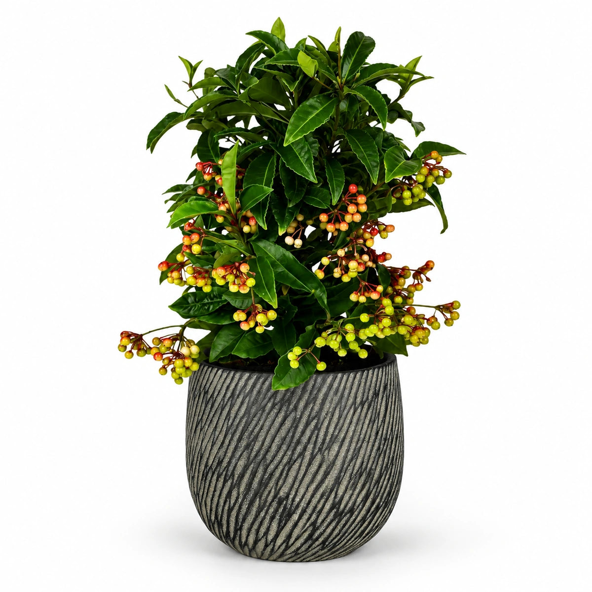 Ardisia crenata 'premium red' 14cm + Elio anthracite 14.5cm (1163963)