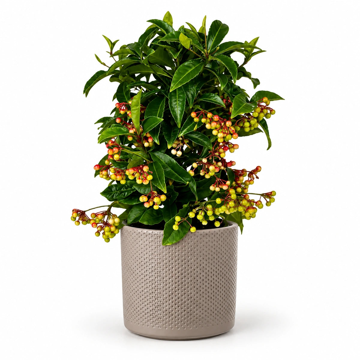 Ardisia crenata 'premium red' 14cm + Era taupe relief 15.5cm (1051629)